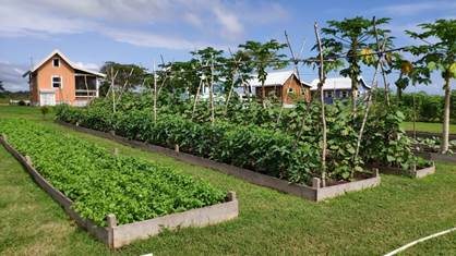 A green garden in Belize