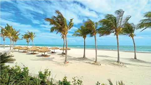 White sand beach with palm trees