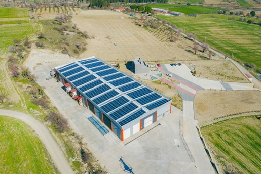 An almond farm in Spain