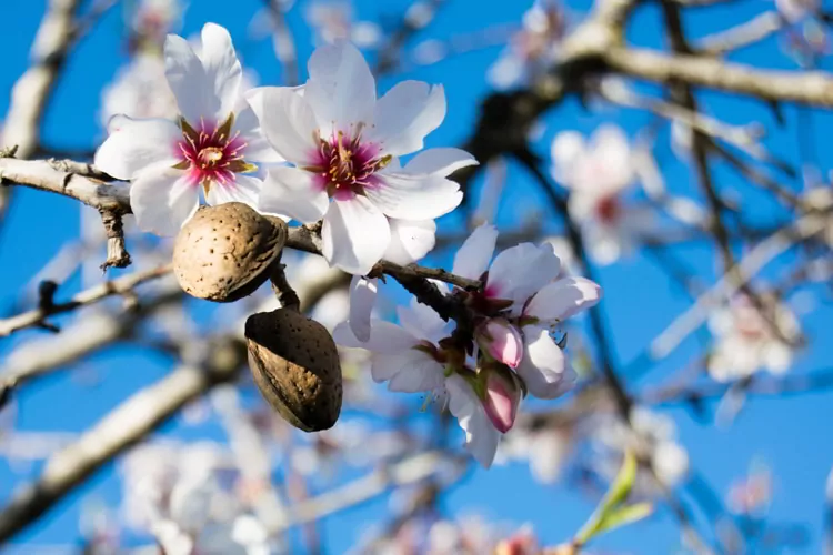 Almond tree flowers with branches and almond nut close up