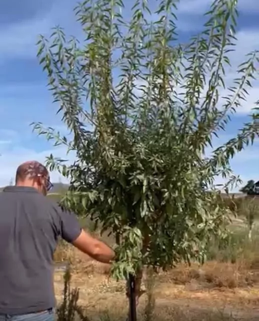 An almond tree