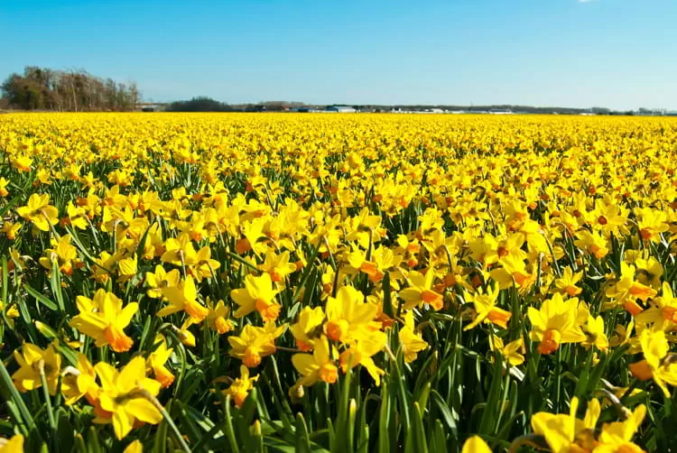 Yellow Daffodils in the garden