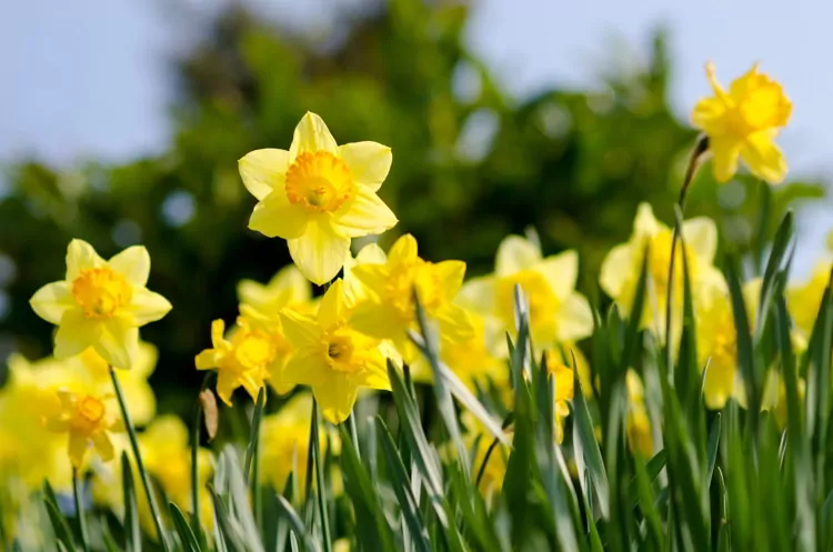 Daffodils Flowers