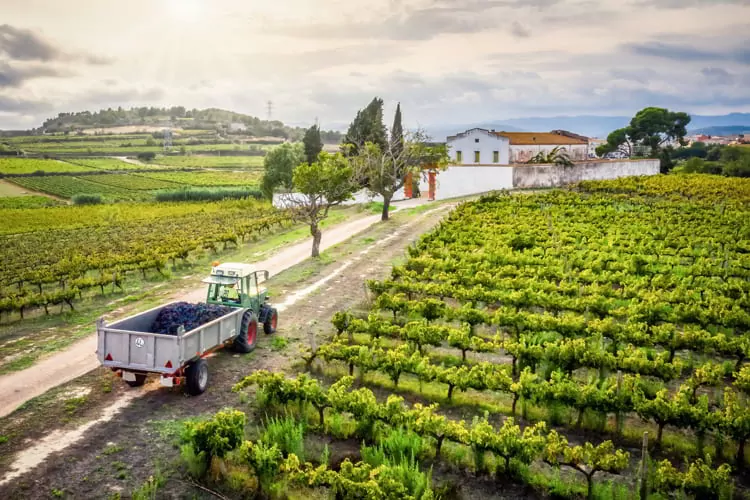 Tractor with grapes in a wineyard