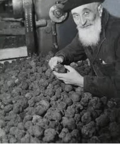 Truffle farmer