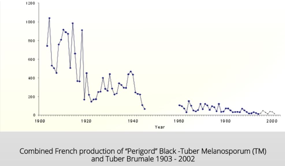 Graph of truffle production