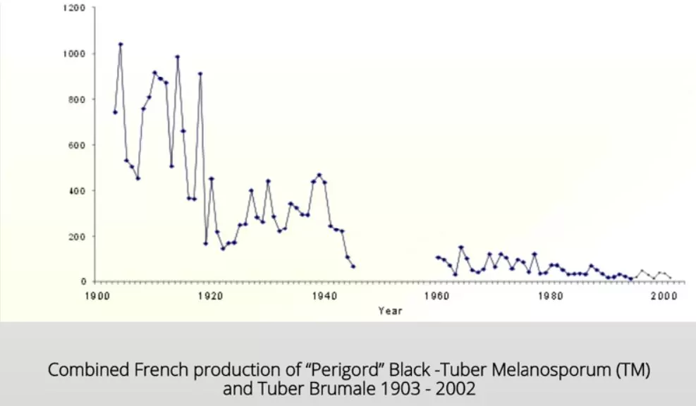 Graph of truffle production