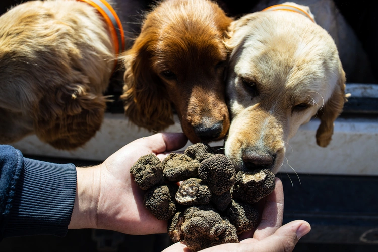 A man holding truffles in front of Cocker Spaniel dogs