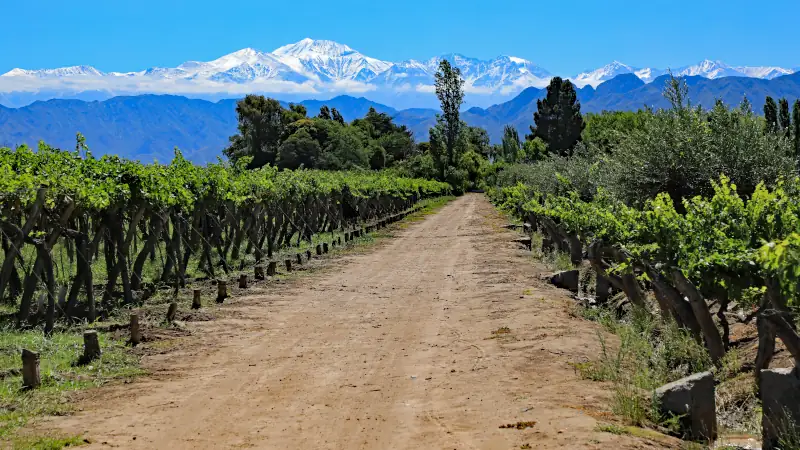 The beautiful snow capped Andes mountains and vineyard growing malbec grapes in the Mendoza wine country of Argentina, South America. The Lujan de Cuyo valley 40 minutes from downtown Mendoza.