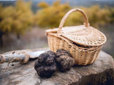 Basket with black truffles next to an oak field in the north of Spain.