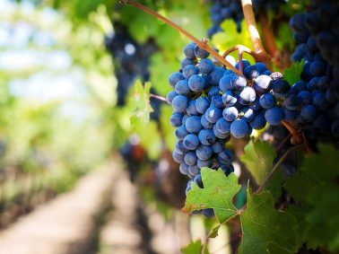 vineyard los arbolitos